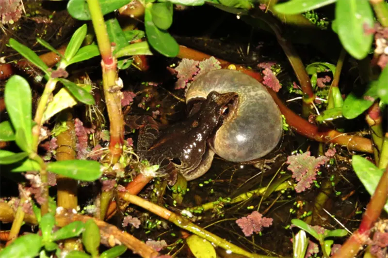 anfibios